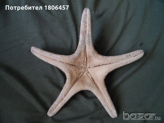 голяма морска звезда, снимка 5 - Антикварни и старинни предмети - 21356956