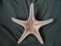 голяма морска звезда, снимка 5