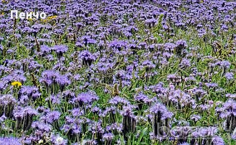 Семена от Фацелия - медоносно растение за пчелите разсад семена пчеларски растения силно медоносно, снимка 9 - Сортови семена и луковици - 19318153