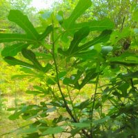 Резници смокиня 💥, снимка 1 - Градински цветя и растения - 25428528