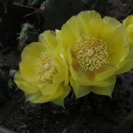 Градински кактус - Опунция