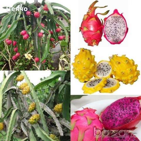 200 семена 4 ароматни екзотични вида питая редки драконови плодове от кактус, снимка 17 - Сортови семена и луковици - 21024645