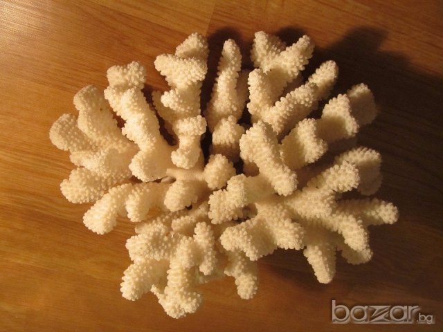 огромен красив  естествен морски корал  - 24 см. - красота от природата !, снимка 2 - Декорация за дома - 19818889