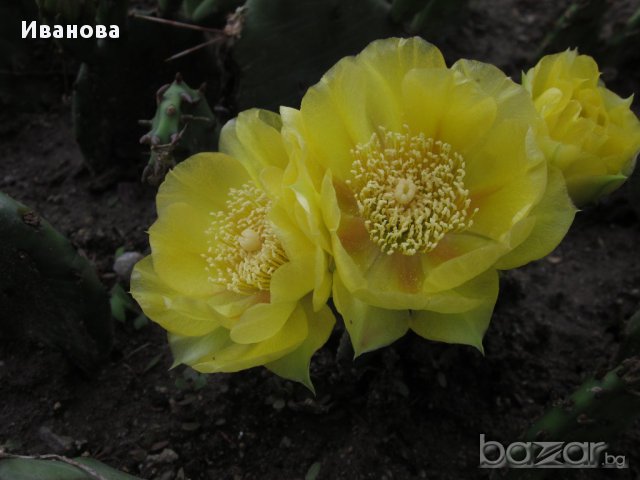 Градински кактус - Опунция, снимка 1 - Градински цветя и растения - 13710109