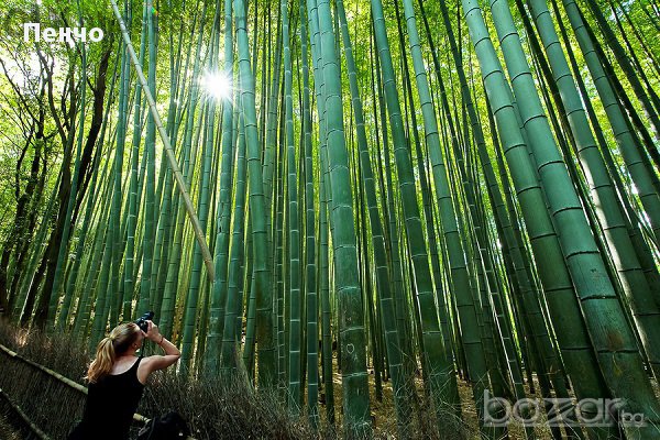 Семена от бамбук Moso-Bamboo Seeds Garden Plants 15 лв. за 100 броя семена, снимка 1 - Сортови семена и луковици - 14014925