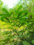 Резници смокиня 💥, снимка 1 - Градински цветя и растения - 25428528