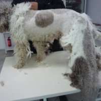 Подстригване, къпане на куче , снимка 8 - Ветеринари и услуги - 23387968