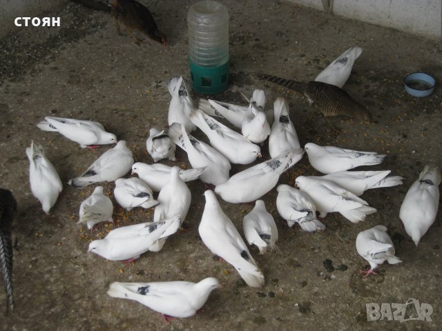 ПРОДАВАМ ЕЛИТНИ ПАЗАРДЖИШКИ БЕНКАЛИИ, снимка 1