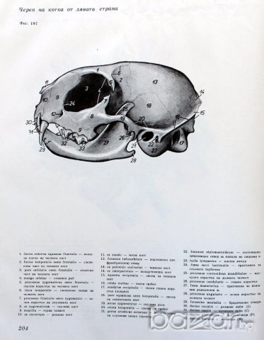Учебно помагало по зоология, колекция от черепи, сбирка гръбначни животни , снимка 10 - Антикварни и старинни предмети - 14074952