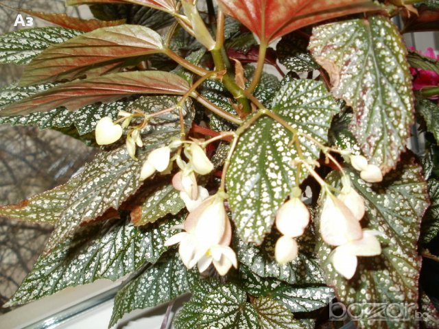 продавам цветя Бегонии Тамая - височина 40 см (мерено без саксията), снимка 14 - Стайни растения - 17533507