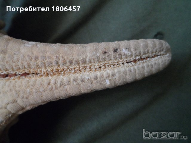 голяма морска звезда, снимка 7 - Антикварни и старинни предмети - 21356956