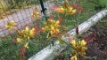 Цезалпиния, снимка 1 - Градински цветя и растения - 26153946