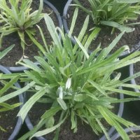 Еделвайс (leontopodium alpinum), снимка 3 - Градински цветя и растения - 25613377
