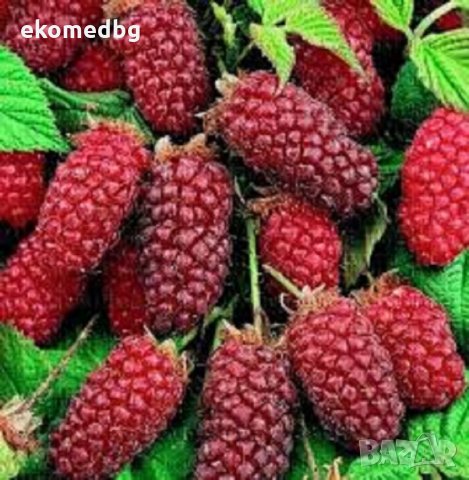 Тайбери и Логанбери, снимка 3 - Разсади - 21316903