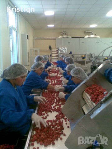 Предлагаме охлаждане, замразяване, бланширане, сушене и пакетиране