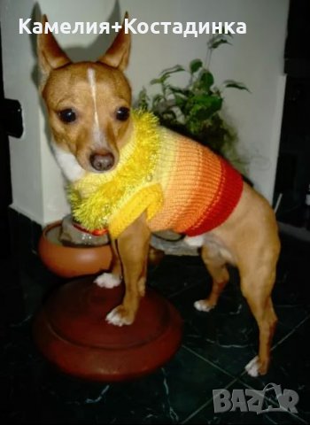 "Ка-Ра" невероятни плетени дрешки за кучета., снимка 1 - За кучета - 23509725