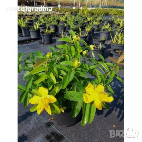 КАТ.№ 100576 Hypericum calycinum 'Hidcote' 20/30, снимка 1 - Градински цветя и растения - 24018143