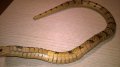 Кобра-змия дървена 60см-внос швеицария, снимка 7