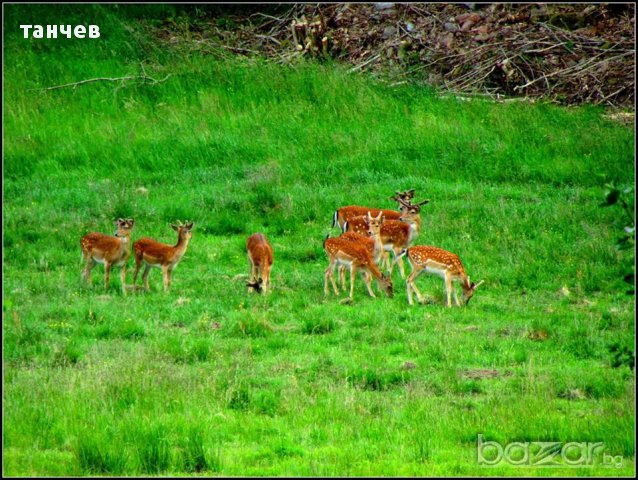 Земя във землището на село ЛИЛКОВО, снимка 2 - Земеделска земя - 12833784