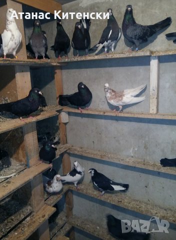 Продавам пазарджишки високо летачи гълаби, снимка 11 - Гълъби - 25976171