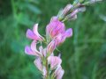 Семена от Еспарзета – медоносно растение за пчелите разсад семена пчеларски растения силно медоносно, снимка 6