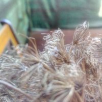 Едро био-семе копър 💥, снимка 2 - Сортови семена и луковици - 26189449