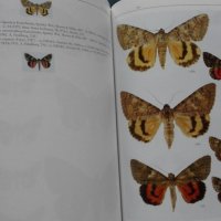 ПРОМОЦИЯ! - The Lepidoptera of Israel. Volume I: Erebidae  , снимка 4 - Специализирана литература - 21079007