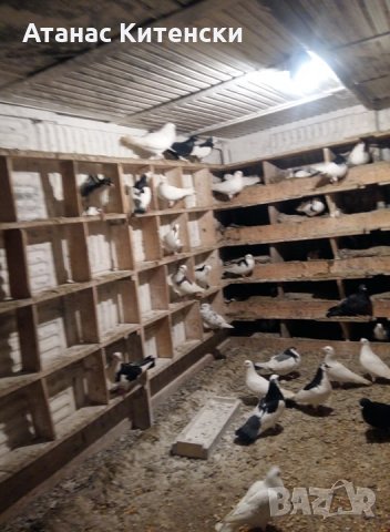 Продавам пазарджишки високо летачи гълаби, снимка 7 - Гълъби - 25976171