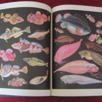 1983 год. Книга за животните и рибите Русия, снимка 15 - Други - 24608150