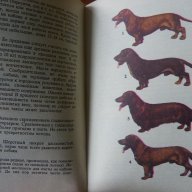 Луксозен каталог за кучета, снимка 3 - Художествена литература - 17373071