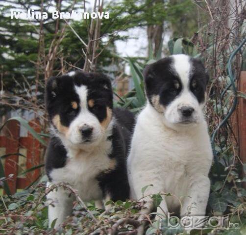 Средноазиатска овчарка-Алабай, снимка 1