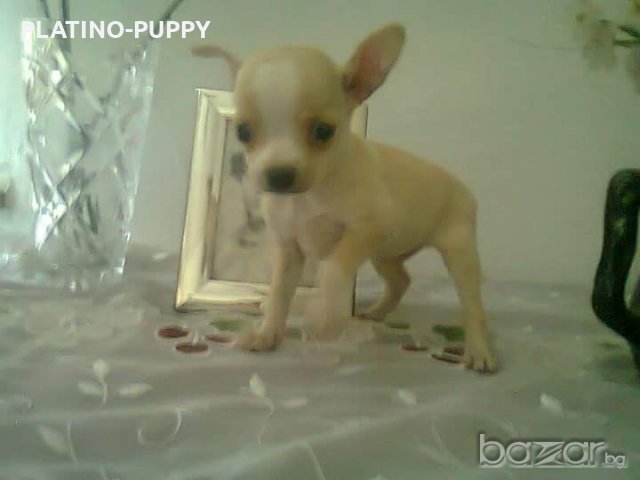 Мини чихуахуа, снимка 2 - Чихуахуа - 18563223