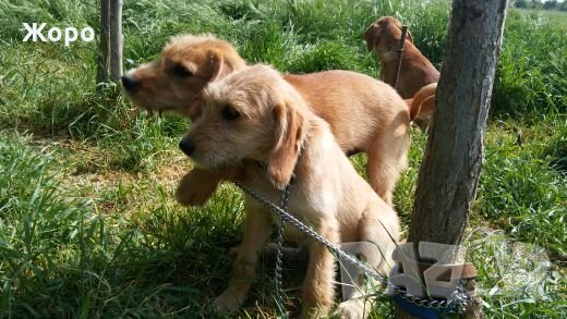 Барак ловно куче, снимка 4 - Гонче - 20968902