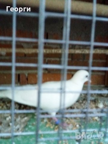 гугутки, снимка 11 - други­ - 25719703