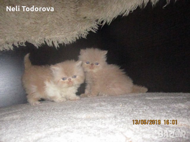 Персийски котенца , малки пухове , снимка 2 - Персийска - 25328574