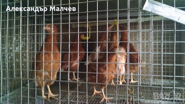 Оборудвани клетки за пъдпъдъци и кокошки, снимка 17 - Кокошки и пуйки - 18150061