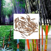100 Семена от бамбук Moso-Bamboo красиво растение за вашата градина, за декорация , снимка 3 - Сортови семена и луковици - 19674349