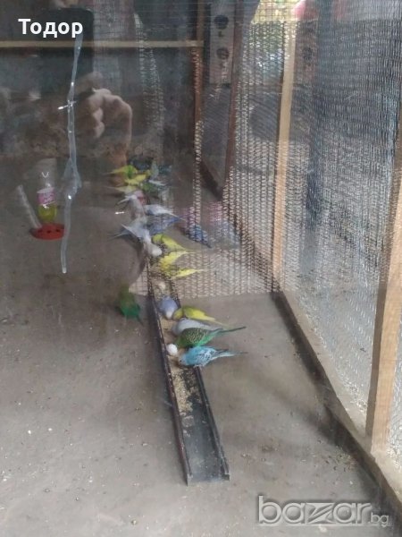 Продавам вълнисти папагали, снимка 1