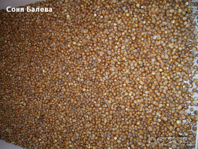 Разсад за лешници , снимка 6 - Сортови семена и луковици - 12465943