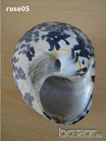 Раковина - 10, снимка 7 - Други ценни предмети - 14605486