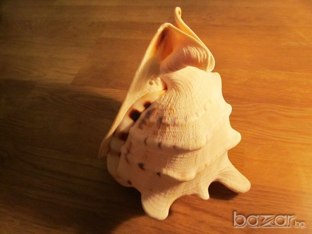 Голяма морска раковина -  20 см. - красота от природата !, снимка 5 - Декорация за дома - 20285367