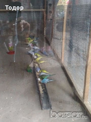 Продавам вълнисти папагали