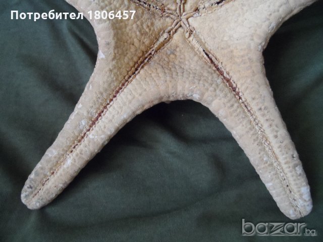 голяма морска звезда, снимка 9 - Антикварни и старинни предмети - 21356956