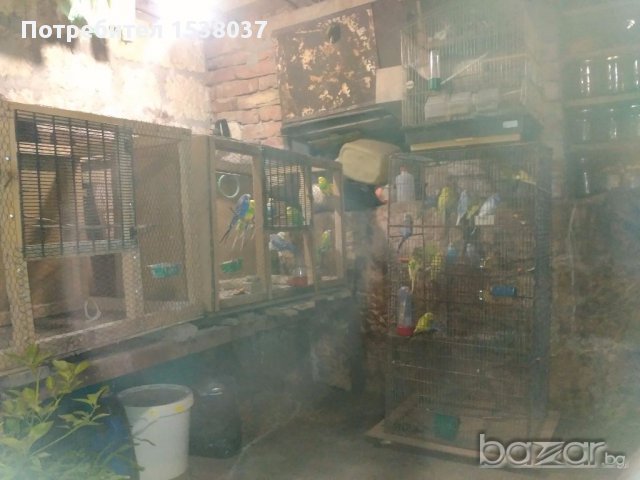 Продавам вълнисти папагали, снимка 3 - Папагали - 16375446