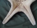 голяма морска звезда, снимка 9
