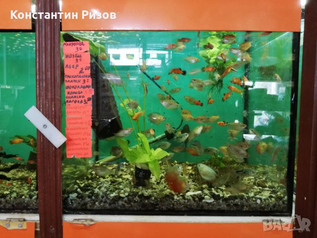 Зоомагазин Акваристика продава декоративни скариди и рибки, снимка 6 - Рибки - 25181147