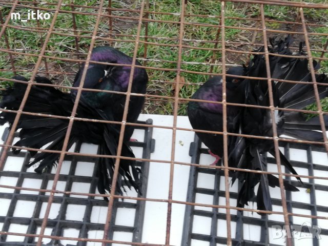  ФЕНЕРЛИИ 60 лв., снимка 5 - Гълъби - 24470593