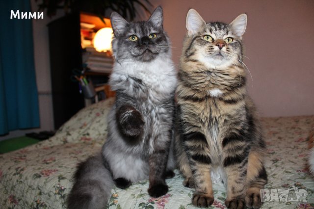 Сибирски  котенца Siberian  Cat, снимка 9 - Сибирски - 17543332