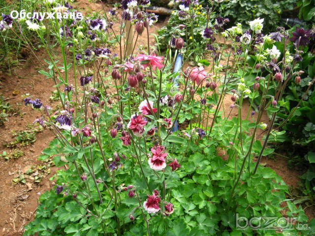 "Кандилки" (аквилера), снимка 1 - Градински цветя и растения - 12607526