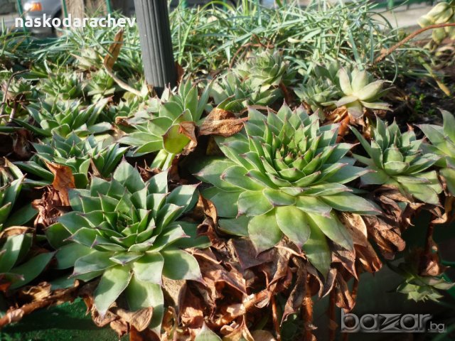 Юка, агаве, столетник, столистник вечно зелени и студоустойчиви, снимка 9 - Градински цветя и растения - 20855544